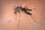 Dengue moustique.jpg